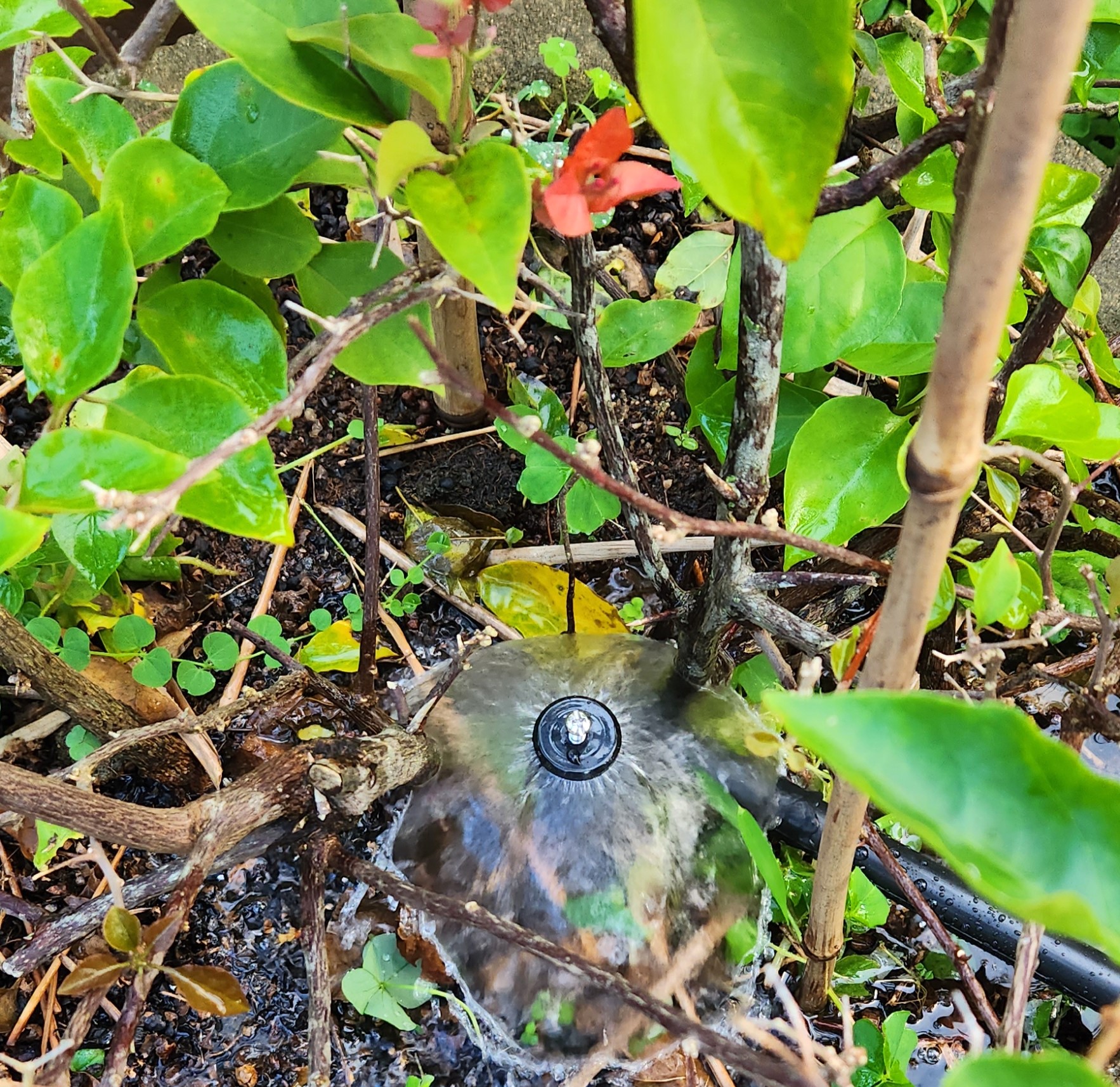 bubbler 2